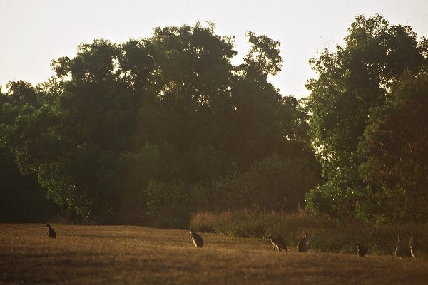 Kangaroos in the evening... Photo: L. Bobke